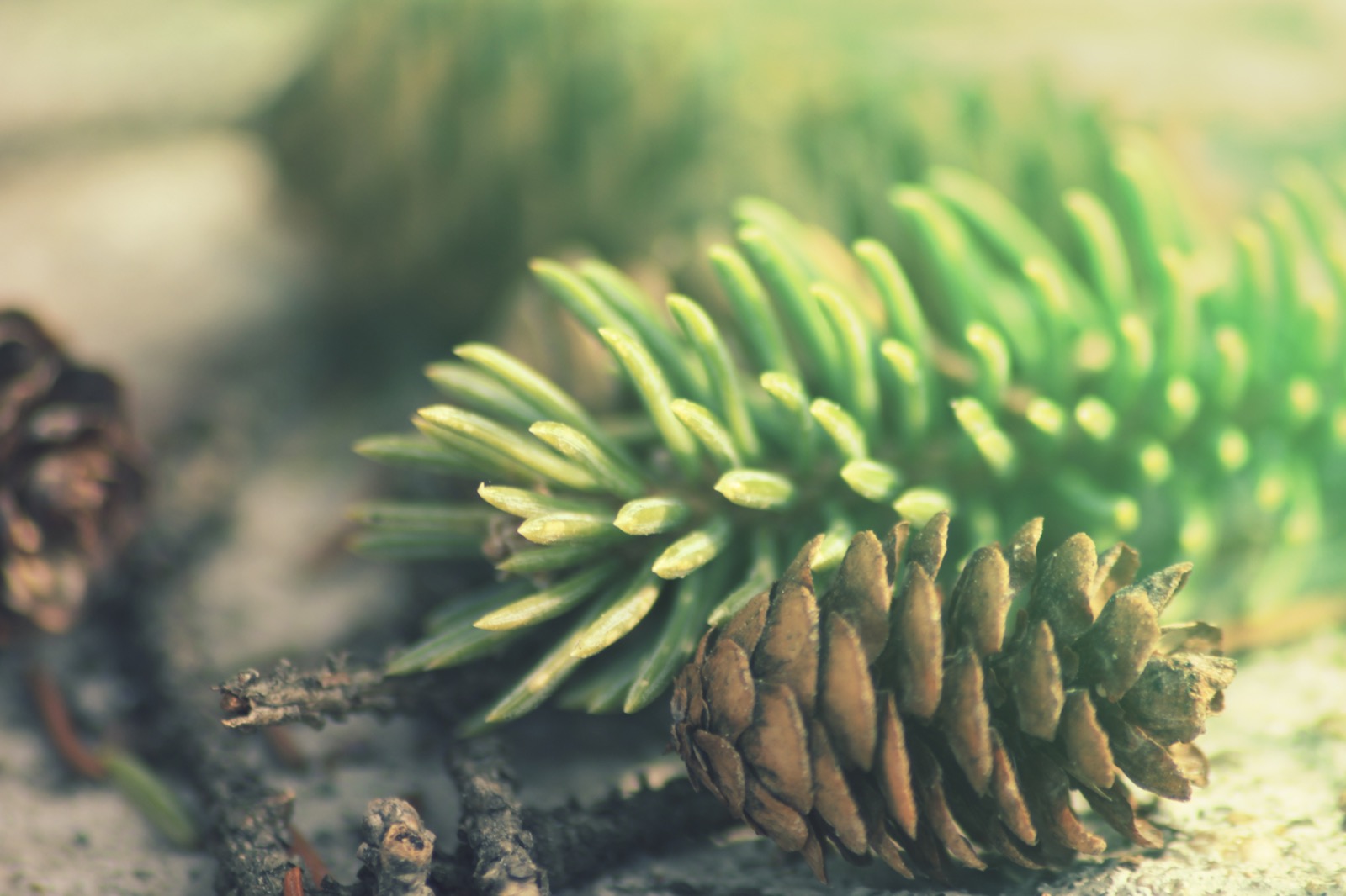 Cone